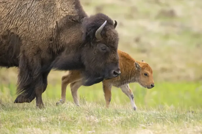 Framed Print : Female American buffalo (Bison bison) walking across grassland with newborn calf, Yellowstone National Park, Wyoming, USA. May Framed Print : Female American buffalo (Bison bison) walking across grassland with newborn calf, Yellowstone National Park, Wyoming, USA. May