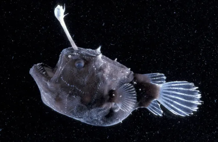 Framed Print : Female Angler fish {Himantolophus sp} deep sea species