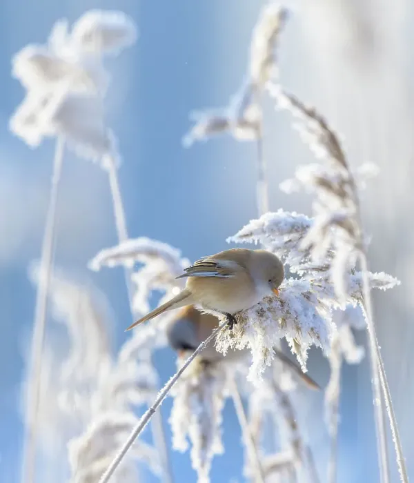 Framed Print : Female Bearded reedling (Panurus biarmicus) perched on frost-covered reeds, Finland. February Framed Print : Female Bearded reedling (Panurus biarmicus) perched on frost-covered reeds, Finland. February