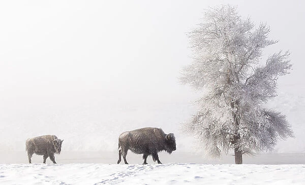 Female Bison (Bison bison) with young calf, walking over snow in front of frost-covered tree, Yellowstone National Park, USA. February