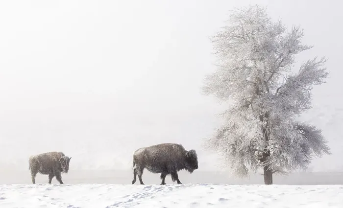 Framed Print : Female Bison (Bison bison) with young calf, walking over snow in front of frost-covered tree, Yellowstone National Park, USA. February Framed Print : Female Bison (Bison bison) with young calf, walking over snow in front of frost-covered tree, Yellowstone National Park, USA. February