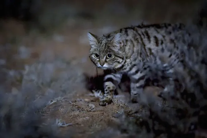 Framed Print : Female Black-footed cat (Felis nigripes) in the desert at night, Karoo, South Africa Framed Print : Female Black-footed cat (Felis nigripes) in the desert at night, Karoo, South Africa
