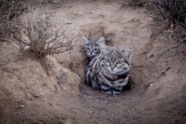 Female Black-footed cat (Felis nigripes) with kitten, at edge of burrow