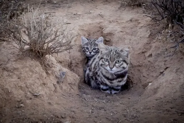 Framed Print : Female Black-footed cat (Felis nigripes) with kitten, at edge of burrow