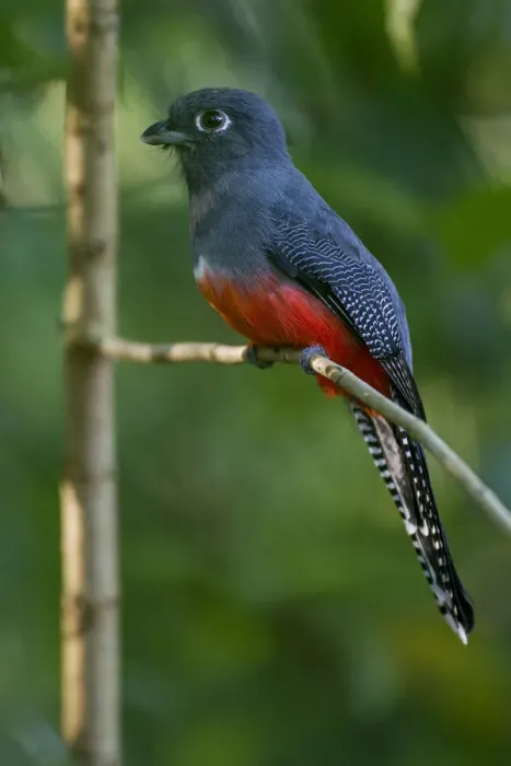 Framed Print : Female Blue-crowned trogon (Trogon curucui) perched on twig, Tambopata, Madre de Dios Framed Print : Female Blue-crowned trogon (Trogon curucui) perched on twig, Tambopata, Madre de Dios