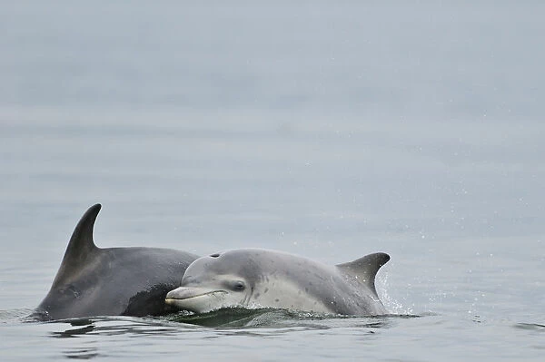 Female Bottlenosed dolphin (Tursiops truncatus) with calf surfacing, Moray Firth