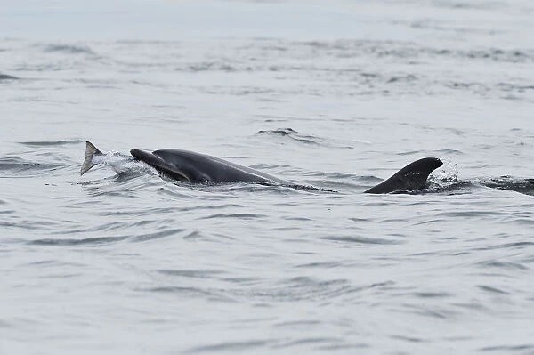 Female Bottlenosed dolphin (Tursiops truncatus) with sea trout, Moray Firth, Nr Inverness