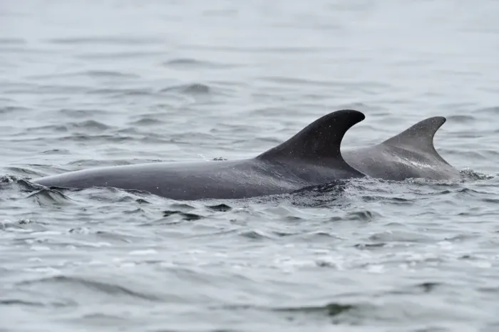 Framed Print : Female Bottlenosed dolphin (Tursiops truncatus) with calf surfacing, patrolling rip-current Framed Print : Female Bottlenosed dolphin (Tursiops truncatus) with calf surfacing, patrolling rip-current