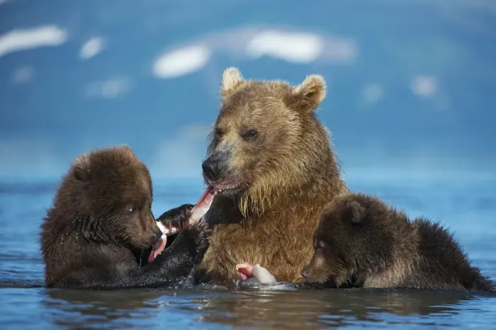 Framed Print : Female Brown bear (Ursus arctos) with two cubs, eating fish in lake Kuril Framed Print : Female Brown bear (Ursus arctos) with two cubs, eating fish in lake Kuril