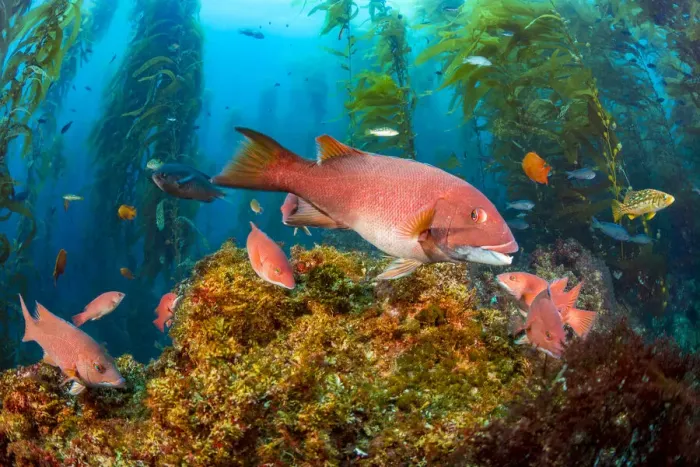 Framed Print : Female California sheephead (Semicossyphus pulcher) and miscellaneous reef fish swimming Framed Print : Female California sheephead (Semicossyphus pulcher) and miscellaneous reef fish swimming