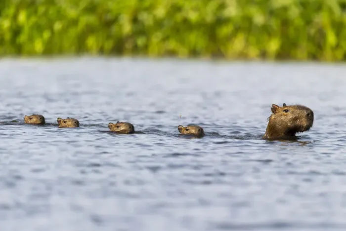 Framed Print : Female Capybara (Hydrochoerus hydrochaeris) swimming in line with young after escaping Framed Print : Female Capybara (Hydrochoerus hydrochaeris) swimming in line with young after escaping