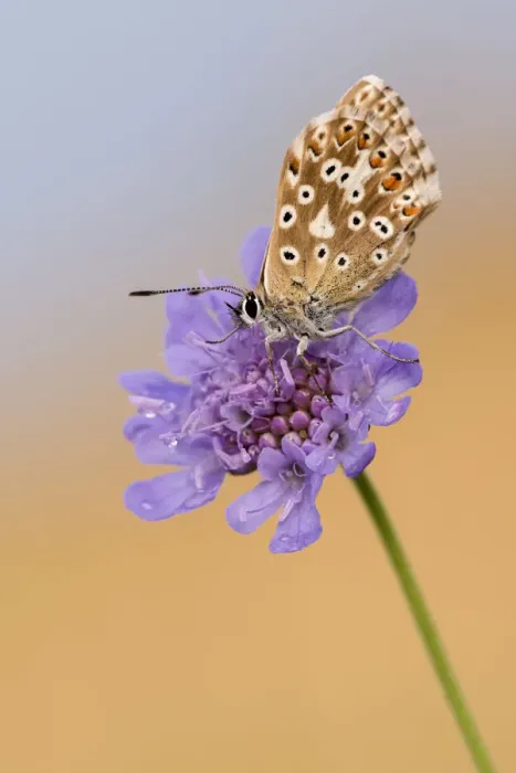 Framed Print : Female chalkhill blue butterfly (Lysandra coridon) with wings closed resting on Devils-bit Framed Print : Female chalkhill blue butterfly (Lysandra coridon) with wings closed resting on Devils-bit