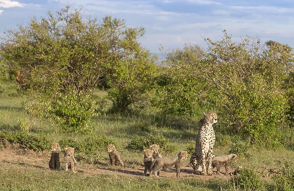Female cheetah (Acinonyx jubatus) named Silgi (means bright future in Swahili)
