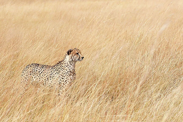 Female Cheetah (Acinonyx jubatus) standing in long grass on the savannah, Okavango Delta, Botswana, Africa