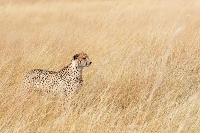 Framed Print : Female Cheetah (Acinonyx jubatus) standing in long grass on the savannah, Okavango Delta, Botswana, Africa Framed Print : Female Cheetah (Acinonyx jubatus) standing in long grass on the savannah, Okavango Delta, Botswana, Africa
