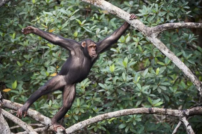 Framed Print : Female Chimpanzee (Pan troglodytes troglodytes) swinging along tree branches, Conkouati-Douli National Park, Republic of Congo, Africa Framed Print : Female Chimpanzee (Pan troglodytes troglodytes) swinging along tree branches, Conkouati-Douli National Park, Republic of Congo, Africa