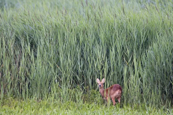 Framed Print : Female Chinese water deer (Hydropotes inermis) Cley, Norfolk, UK, August Framed Print : Female Chinese water deer (Hydropotes inermis) Cley, Norfolk, UK, August