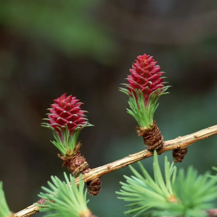 Framed Print : Female cones of European larch tree (Larix decidua) Bannogue Bridge, County Down Framed Print : Female cones of European larch tree (Larix decidua) Bannogue Bridge, County Down