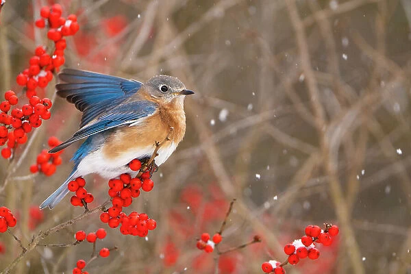 Female Eastern bluebird (Sialia sialis) spreading wings for balance after landing on a fruiting Holly (Ilex sp. ) bush, Freeville, New York, USA. January