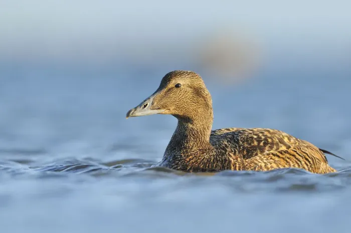 Framed Print : Female Eider (Somateria mollissima) swimming on sea, Outer Hebrides, Scotland, UK, June Framed Print : Female Eider (Somateria mollissima) swimming on sea, Outer Hebrides, Scotland, UK, June