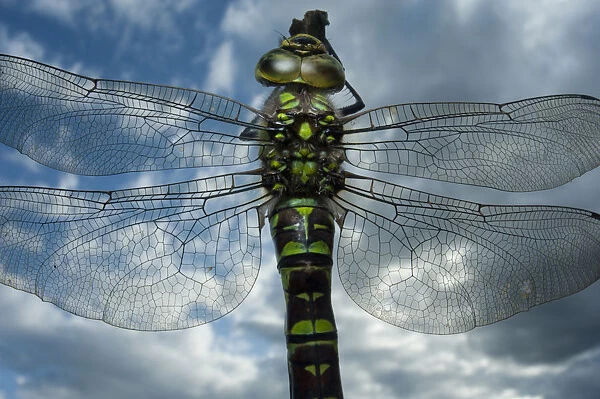 Female Emperor dragonfly (Anax imperator) close-up, on twig above water with clouds reflected