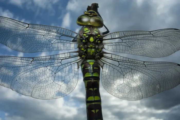 Framed Print : Female Emperor dragonfly (Anax imperator) close-up, on twig above water with clouds reflected Framed Print : Female Emperor dragonfly (Anax imperator) close-up, on twig above water with clouds reflected