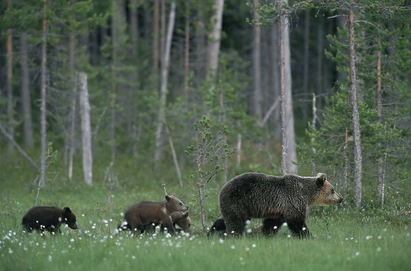 Female European Brown bear with cubs following {Ursus arctos} Lapland Finland