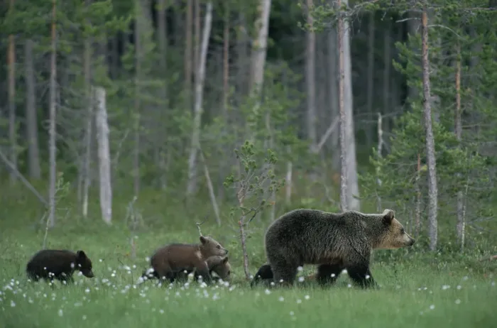Framed Print : Female European Brown bear with cubs following {Ursus arctos} Lapland Finland Framed Print : Female European Brown bear with cubs following {Ursus arctos} Lapland Finland