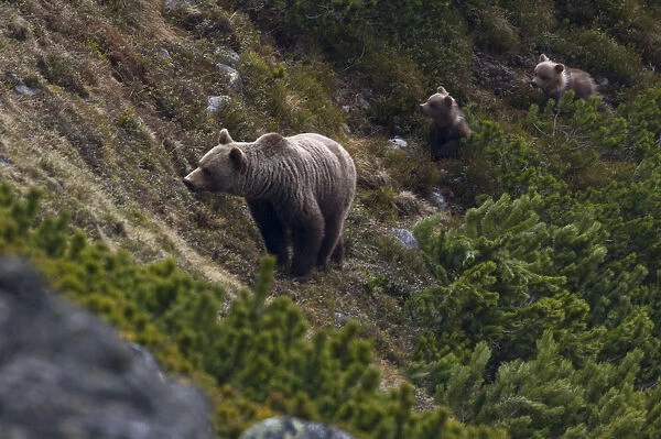 Female European brown bear (Ursus arctos) with two yearling cubs emerging from Dwarf pines