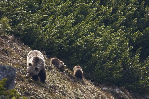 Female European brown bear (Ursus arctos) with two yearling cubs feeding amongst Dwarf pines