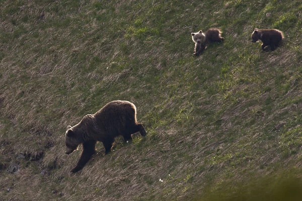 Female European brown bear (Ursus arctos) with two yearling cubs walking down steep slope
