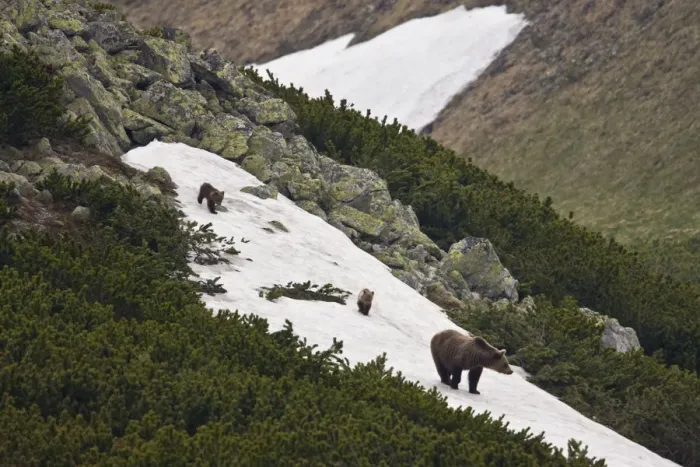 Framed Print : Female European brown bear (Ursus arctos) with two yearling cubs walking on snow Framed Print : Female European brown bear (Ursus arctos) with two yearling cubs walking on snow