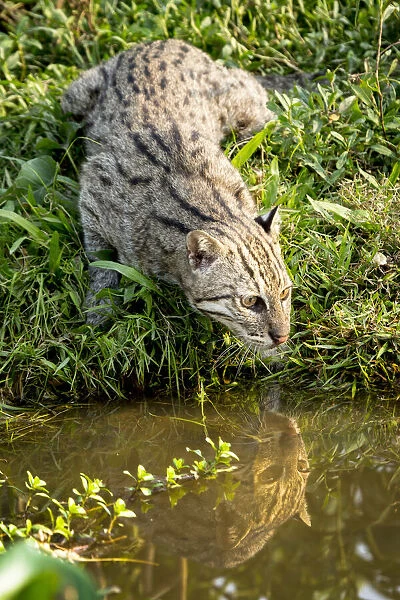 Female Fishing cat (Prionailurus viverrinus) hunting for fish in wetlands