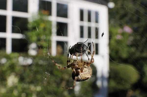 Female Garden spider (Araneus diadematus) wrapping up fly prey with silk on web spun in garden