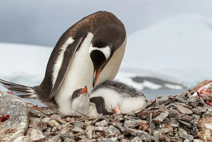Framed Print : Female Gentoo penguin (Pygoscelis papua) with chick on the nest, Port Lockroy, Goudier Island, Antarctic Peninsula, Antarctica Framed Print : Female Gentoo penguin (Pygoscelis papua) with chick on the nest, Port Lockroy, Goudier Island, Antarctic Peninsula, Antarctica