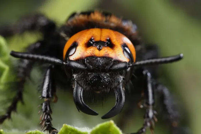 Framed Print : Female Giant / Mammoth wasp (Megascolia flavifrons) close-up of face showing short antennae Framed Print : Female Giant / Mammoth wasp (Megascolia flavifrons) close-up of face showing short antennae
