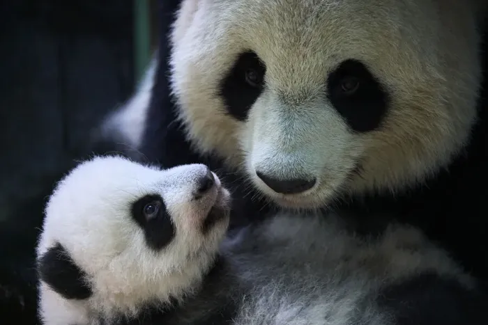 Framed Print : Female Giant panda (Ailuropoda melanoleuca), Huan Huan, holding her female cub, Yuandudu Framed Print : Female Giant panda (Ailuropoda melanoleuca), Huan Huan, holding her female cub, Yuandudu