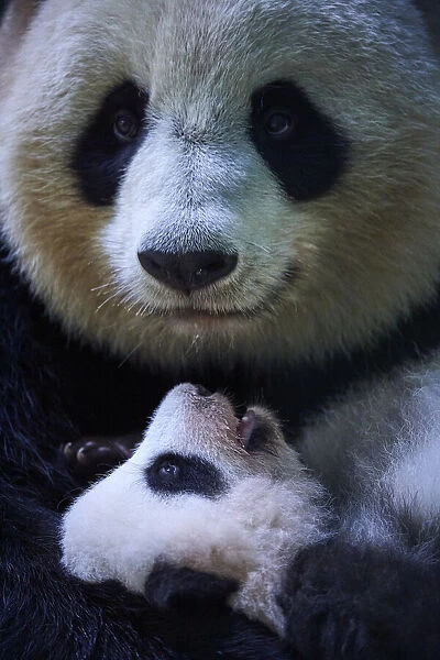 Female Giant panda (Ailuropoda melanoleuca), Huan Huan, holding her female cub, Huanlili