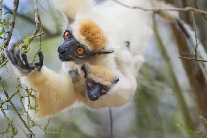 Framed Print : Female Golden-crowned Sifaka (Propithecus tattersalli) carrying 2-month infant Framed Print : Female Golden-crowned Sifaka (Propithecus tattersalli) carrying 2-month infant