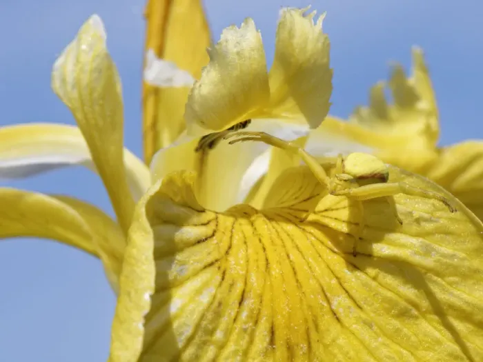 Framed Print : Female Goldenrod crab spider (Misumena vatia) camouflaged on Yellow flag iris (Iris pseudacorus) flower waiting for prey to land, Kenfig National Nature Reserve, Glamorgan, Wales, UK, June