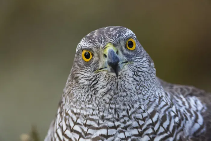 Framed Print : Female goshawk (Accipiter gentilis) portrait. Southern Norway, January Framed Print : Female goshawk (Accipiter gentilis) portrait. Southern Norway, January