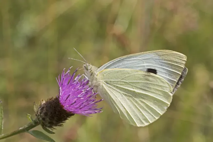 Framed Print : Female Green-veined white butterfly (Pieris napi) feeding on Black knapweed Sutcliffe