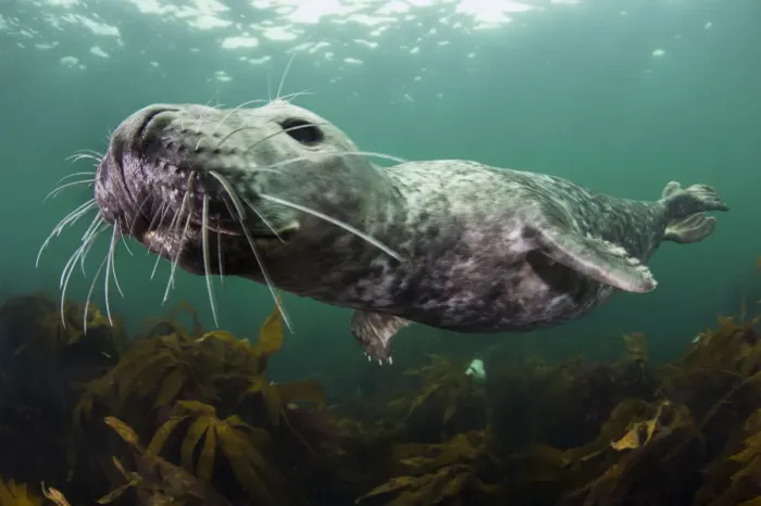 Framed Print : Female Grey seal (Halichoerus grypus) juvenile swimming over kelp, off Farne Islands Framed Print : Female Grey seal (Halichoerus grypus) juvenile swimming over kelp, off Farne Islands