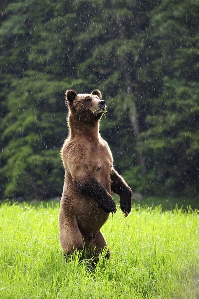 Female Grizzly bear (Ursus arctos horribilis) standing up in alert and looking around