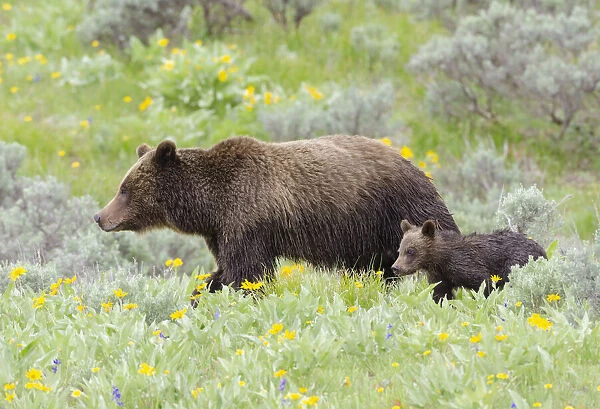 Female Grizzly bear (Ursus arctos horribilis) with cub among wildflowers, Grand Teton National Park, Wyoming, USA. June