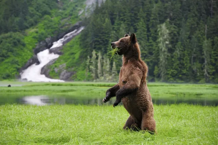 Framed Print : Female Grizzly bear (Ursus arctos horribilis) standing up in alert and looking around Framed Print : Female Grizzly bear (Ursus arctos horribilis) standing up in alert and looking around