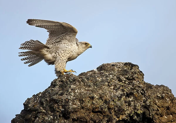 Female Gyrfalcon (Falco rusticolus) landing on rock, Myvatn, Thingeyjarsyslur, Iceland