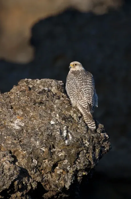 Framed Print : Female Gyrfalcon (Falco rusticolus) perched on rock, Myvatn, Thingeyjarsyslur, Iceland Framed Print : Female Gyrfalcon (Falco rusticolus) perched on rock, Myvatn, Thingeyjarsyslur, Iceland