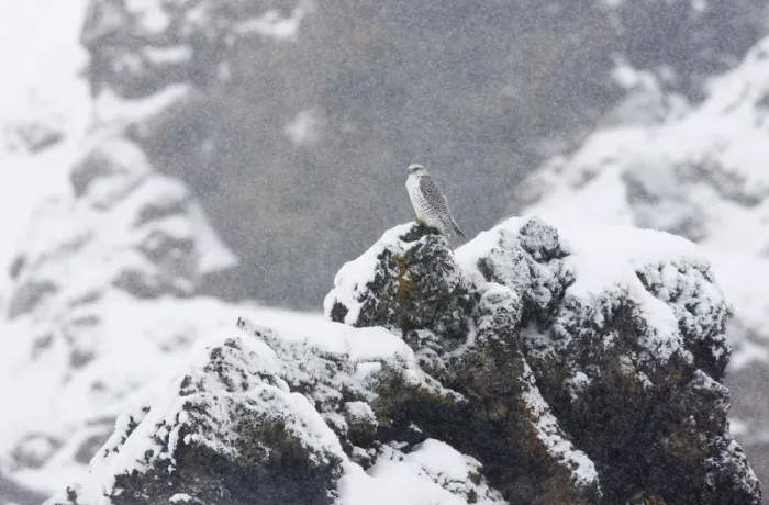 Framed Print : Female Gyrfalcon (Falco rusticolus) in snow, Myvatn, Thingeyjarsyslur, Iceland, April Framed Print : Female Gyrfalcon (Falco rusticolus) in snow, Myvatn, Thingeyjarsyslur, Iceland, April