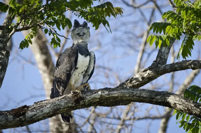 Framed Print : Female Harpy Eagle (Harpia harpyja) perched close to its nest. Pousada Currupira d Araras Framed Print : Female Harpy Eagle (Harpia harpyja) perched close to its nest. Pousada Currupira d Araras